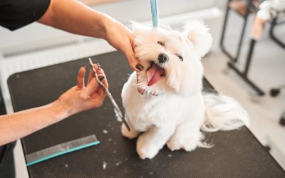Professional animal grooming accessories and tools