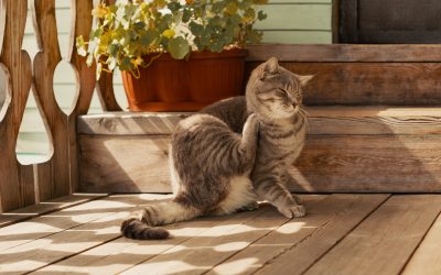 Come prevenire e trattare i parassiti degli animali domestici