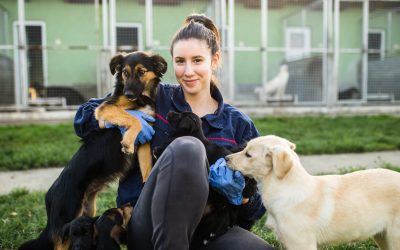Catteries and kennels, the essentials for a pleasant environment