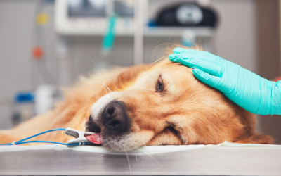 Operazioni sicure con i sistemi di anestesia per cani e gatti