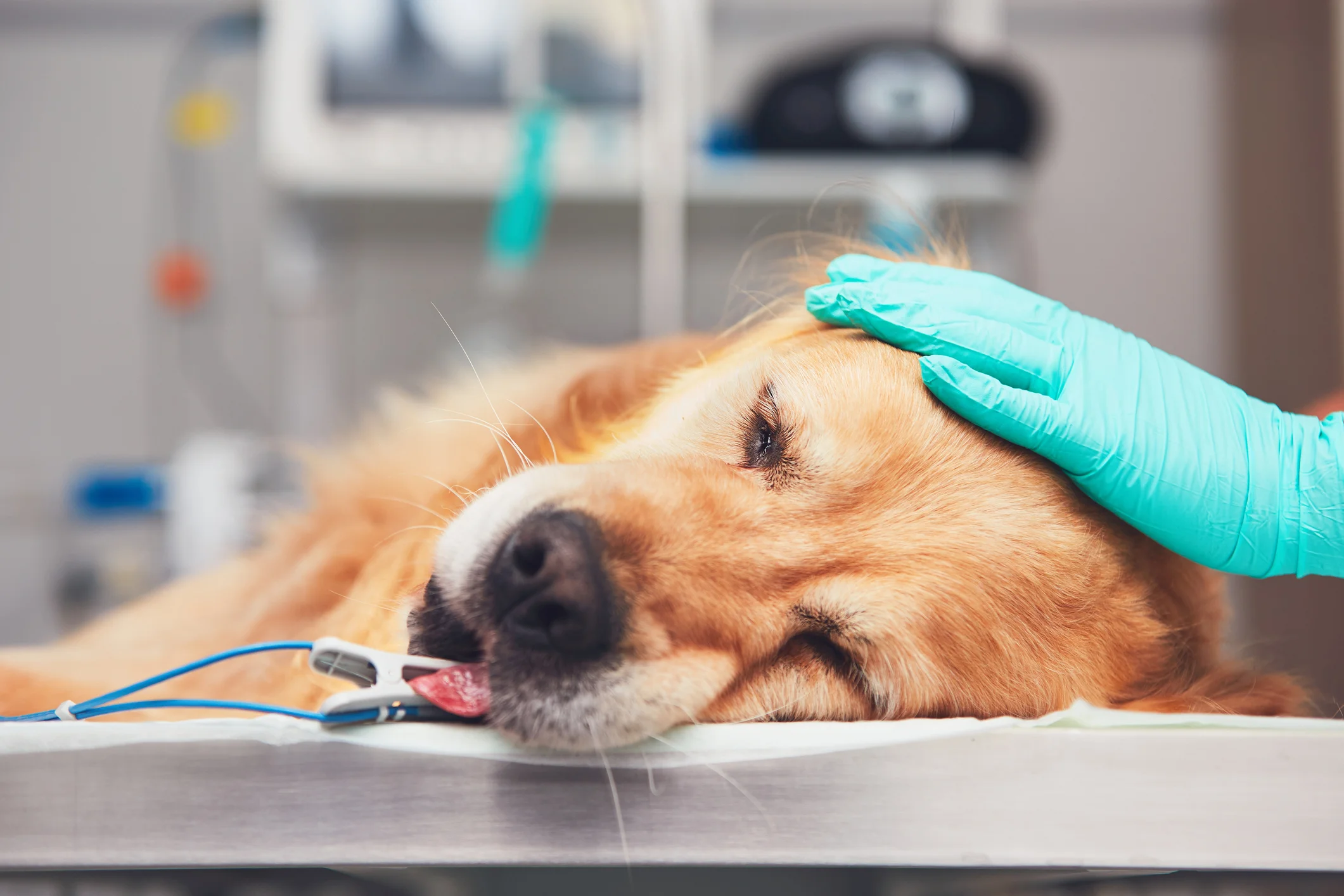 Operazioni-sicure-con-i-sistemi-di-anestesia-per-cani-e-gatti