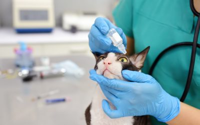 Patologie oculari nei cani e nei gatti: come riconoscerle e curarle