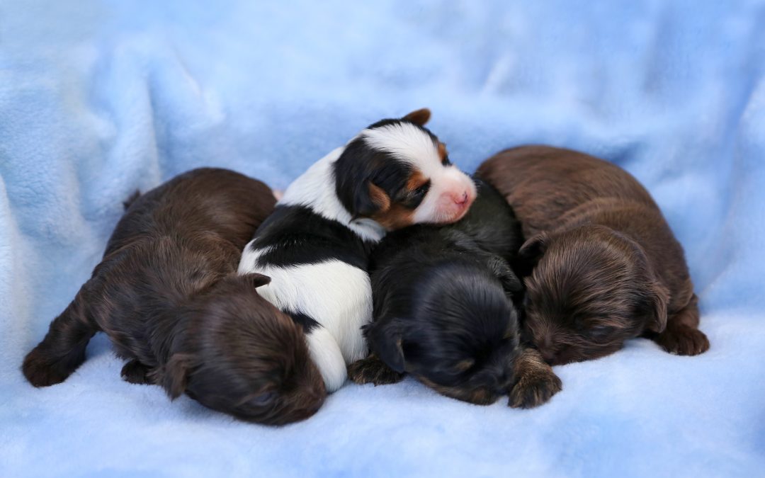 Progettazione e realizzazione di casse parto coibentate per cani