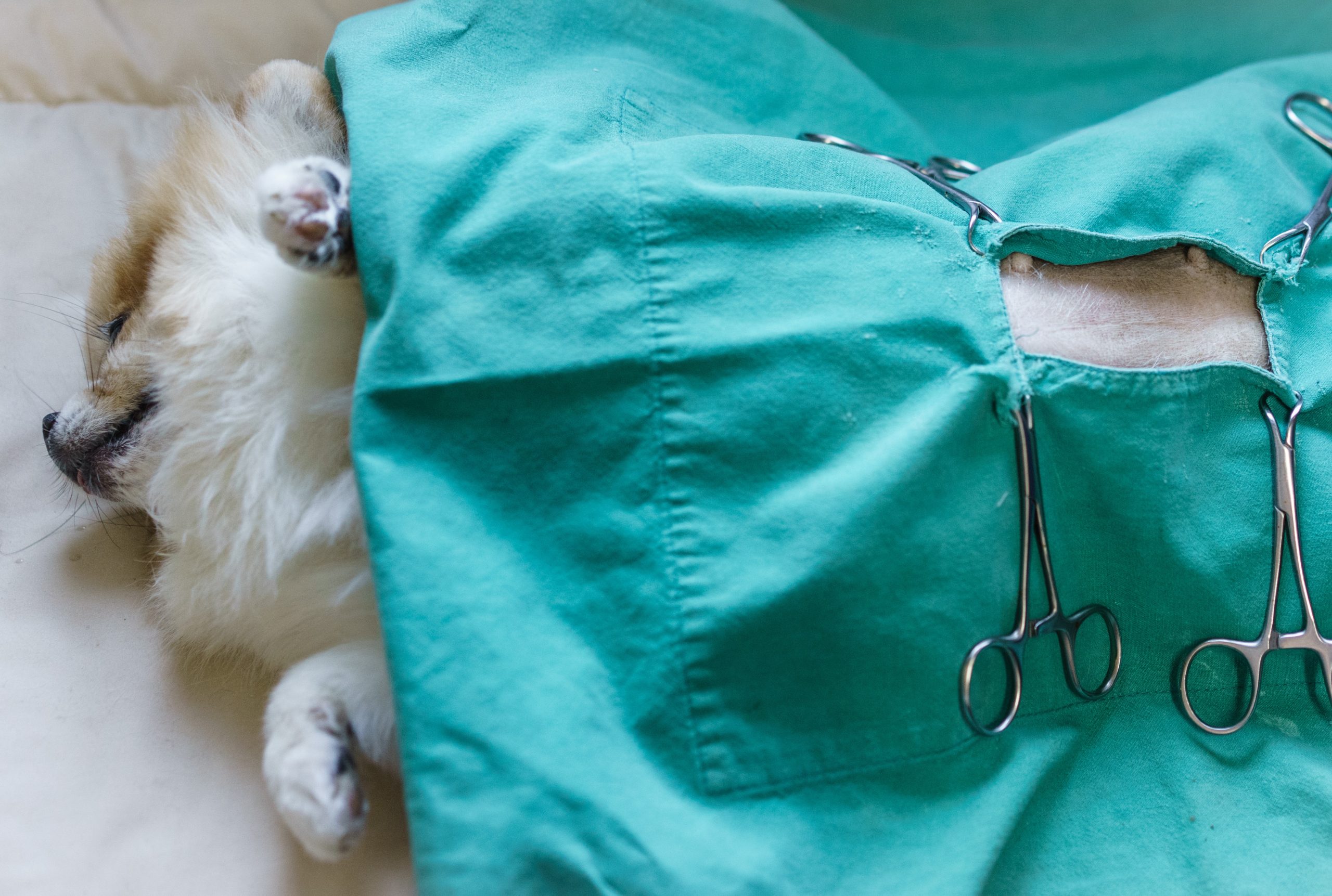 Sterilizzazione-di-cani-e-gatti-tutto-quello-che-ce-da-sapere-1
